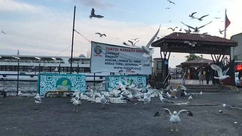 Seagulls in the garbage Karaköy 库存影片 96424759