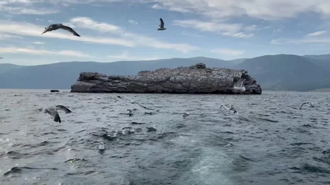 Seagulls Gathering Behind Ferry While Feeding Over Open Sea Stockbeeldmateriaal 293124856