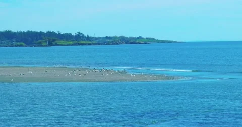 Seagulls gathering on sandy spit at low tide along coastal bay Video stock 332781597