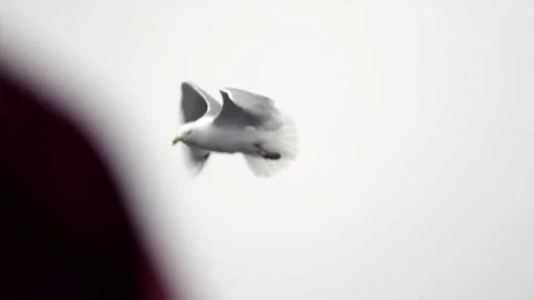 Seagulls getting fed chum Stock Footage 134304852