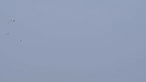 Seagulls gliding on clear sky Stock Footage 77149735