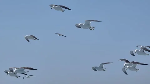 Seagulls gliding in strong wind close up video Stock Footage 282764999
