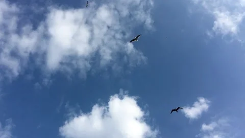 Seagulls gliding in the wind, Stock Footage 311657776