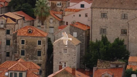 Seagulls gracefully glide over the roofs of Dubrovnik's old town Stock Footage 296189284
