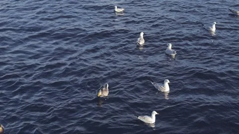 Seagulls Gracefully Gliding Over the Calm Ocean Waters, Creating a Stunning Stock Footage 289438003