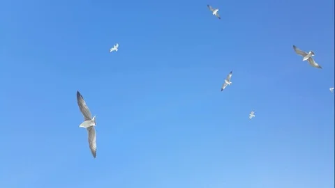 Seagulls gracefully hover in the sky Stock Footage 98702440