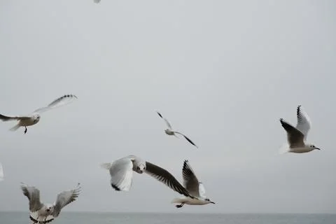 Seagulls gracefully soaring high above the ocean waves on gloomy, overcast day Stock Photos