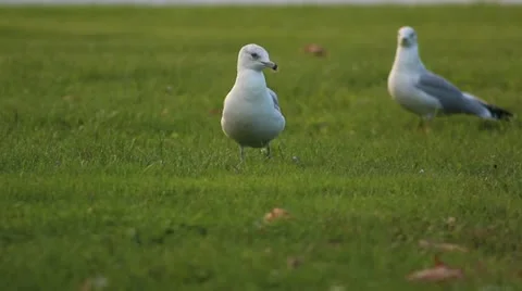 Seagulls on Grass Stock Footage 11828532