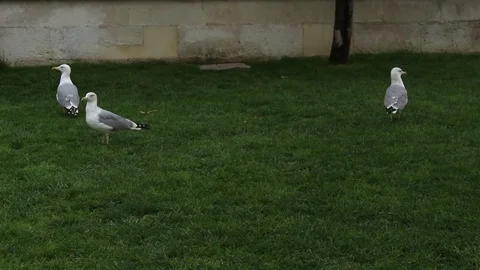 Seagulls on the Grass Stock-Footage 83520467