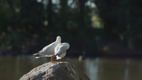 Seagulls groom while sitting on a rock overlooking pond Stock Footage 146997261