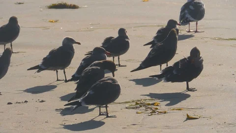 Seagulls grooming on Silver Strand Beach Coronado California in windy conditions Stock Footage 124356064