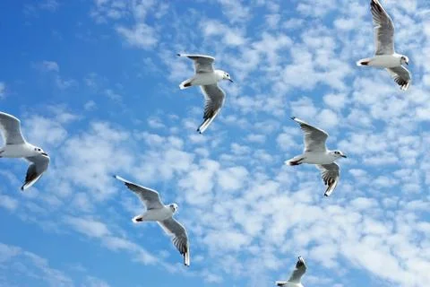 Seagulls group in flight Stock Photos