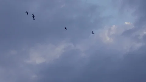 Seagulls group flying in the beautiful cloudy sky in slow motion 4K over the sea Stock Footage 107828979