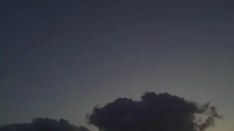 Seagulls group flying in the beautiful cloudy sky in 4K over the sea at the Stock Footage 119358356