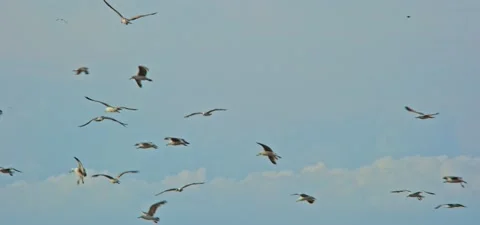 Seagulls (gulls) flying in slow motion 120FPS Video stock 201187476