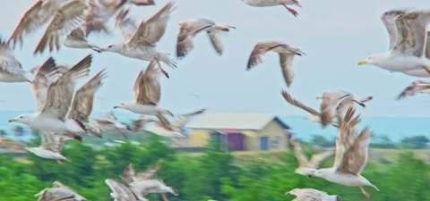 Seagulls (gulls) flying in slow motion 120FPS Stock Footage 201188265