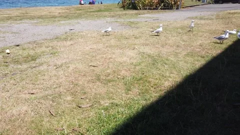 Seagulls Hanging Around Stock Footage 163849442