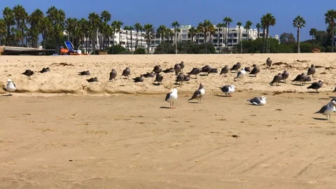 Seagulls Hanging Out Stock Footage 95768935