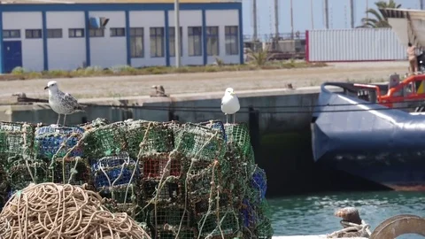 Seagulls in harbor Stock Footage 76851948