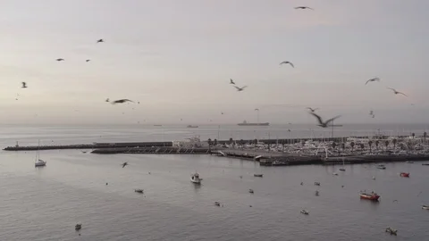 Seagulls in the harbor Stock Footage 124212804