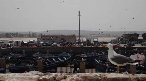 Seagulls at Harbor in Morocco Video stock 52934397
