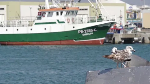 Seagulls in harbor slow motion Stock Footage 76891139