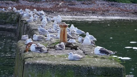 Seagulls on harbor wall Video stock 80236128