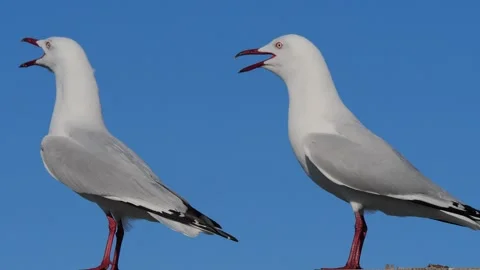 Seagulls having a conversation in 4k Stock Footage 137144243