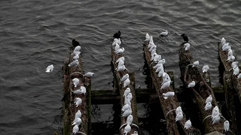 Seagulls HD 25 Stock Footage 143210740