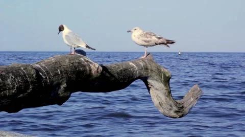 Seagulls  with heavy surf in background Stock Footage 42759281