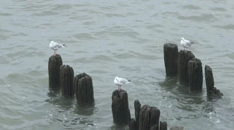 Seagulls with heavy surf in background Видео 68343548