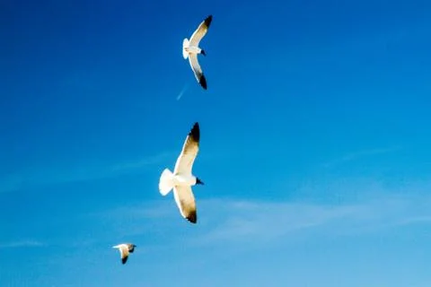Seagulls Honing In 库存照片