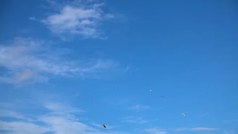 The seagulls hover against the blue cloudy sky. Slow motion. Stock-Footage 88105847
