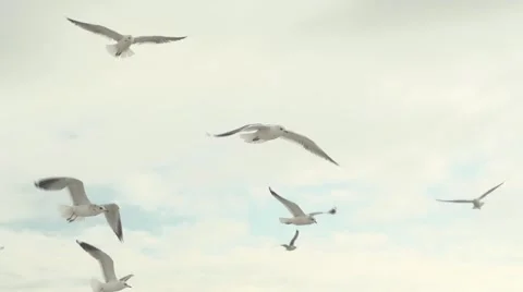Seagulls hover in the air. Slow motion. Vídeo Stock 52722370