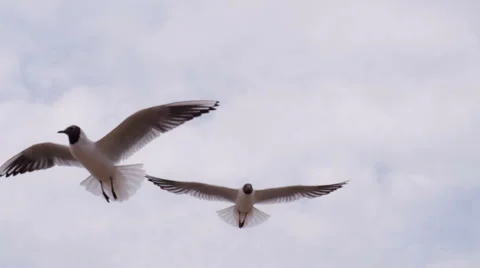 Seagulls Hover Gracefully in the Sky HD Pro Stock Footage 68590072