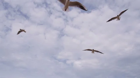 Seagulls Hover Over the Camera HD Pro Stock Footage 68379387