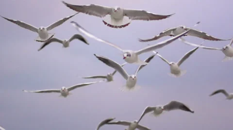 Seagulls hover over the shore. Slow motion. Video stock 65003916