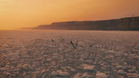 Seagulls hover in the sky over the frozen ocean at sunset. Slow motion.Droneshot Stock Footage 72275473
