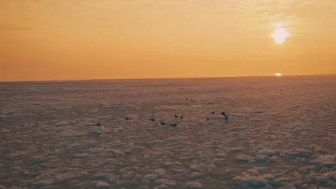 Seagulls hover in the sky over the frozen ocean at sunset. Slow motion.Droneshot Stock Footage 72276099