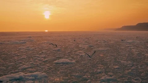 Seagulls hover in the sky over the frozen ocean at sunset. Slow motion.Droneshot Video stock 72276627