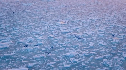 Seagulls hover in the sky over the frozen ocean at sunset. Slow motion.Droneshot Stock Footage 72277539