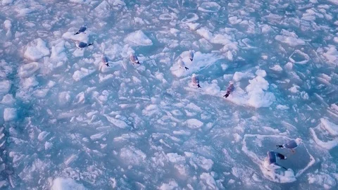 Seagulls hover in the sky over the frozen ocean at sunset. Slow motion.Droneshot Stock Footage 72278875