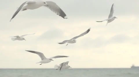 Seagulls hover in the sky. Slow motion. Vídeo Stock 52854575