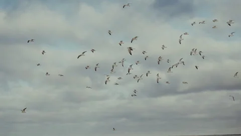 Seagulls hover in the sky. Slow motion. Stock Footage 106192012