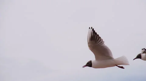 Seagulls Hover Slowly in the Sky HD Pro Stock Footage 68378686