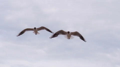 Seagulls Hover Slowly in the Sky HD Pro Stock Footage 68591602