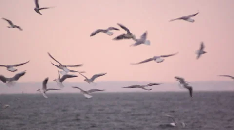 Seagulls hover slowly in the sky. Slow motion. Stock Footage 65000733