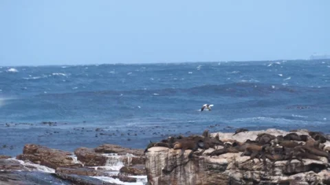 Seagulls hover in the wind above Cape Fur seals on rocks with waves breaking Stock Footage 341408179