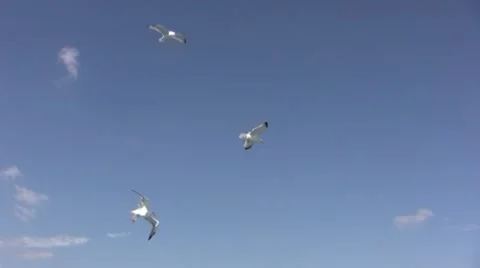 Seagulls hovering Video stock 12547358