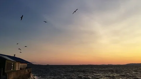 Seagulls hovering over a stormy sea in the sunset Stock Footage 80105250